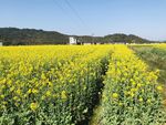 油菜花 春花烂漫
