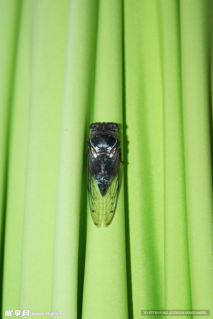 蝉