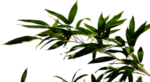 竹叶免抠素材   竹子
