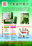 大麦若叶青汁