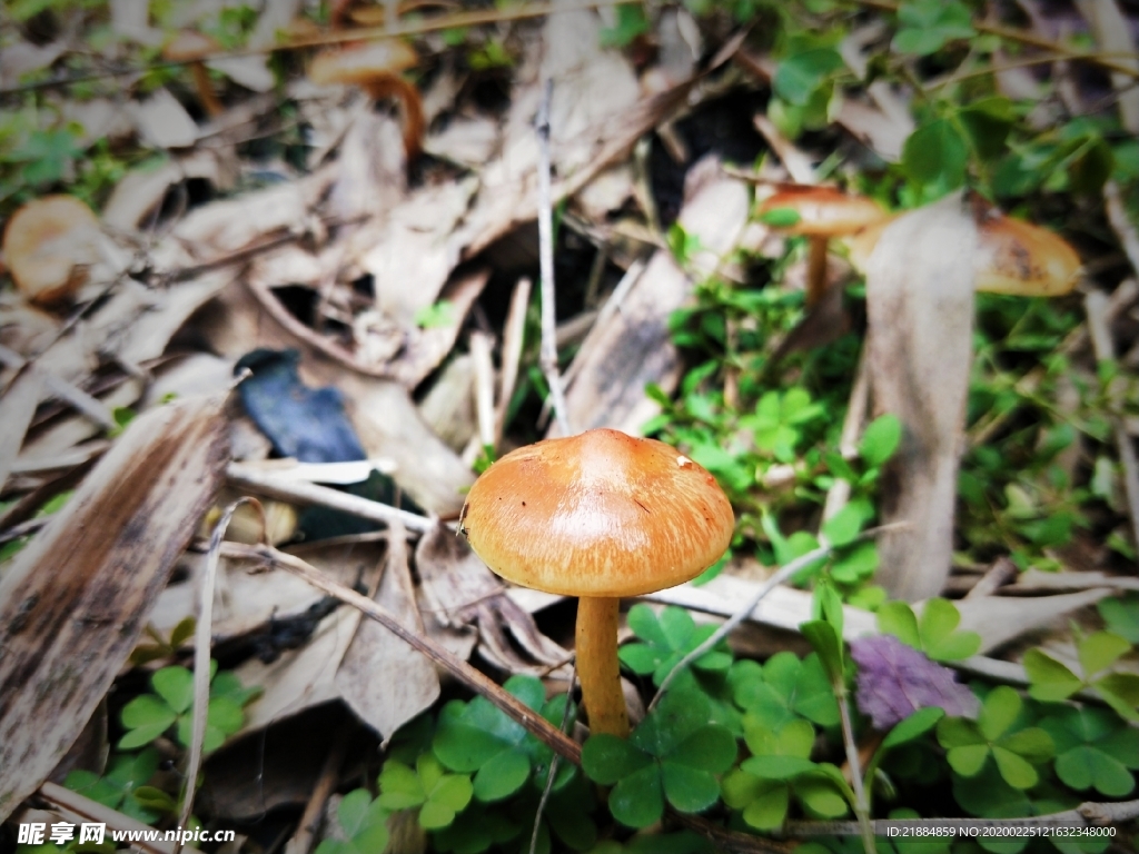 彩色的菌菇
