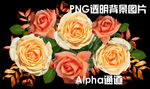 玫瑰花
