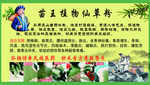 苗王植物仙草粉