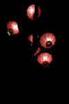 灯笼 春节 元宵节 夜景 红色