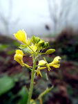油菜花 小黄花 水珠 早晨 露