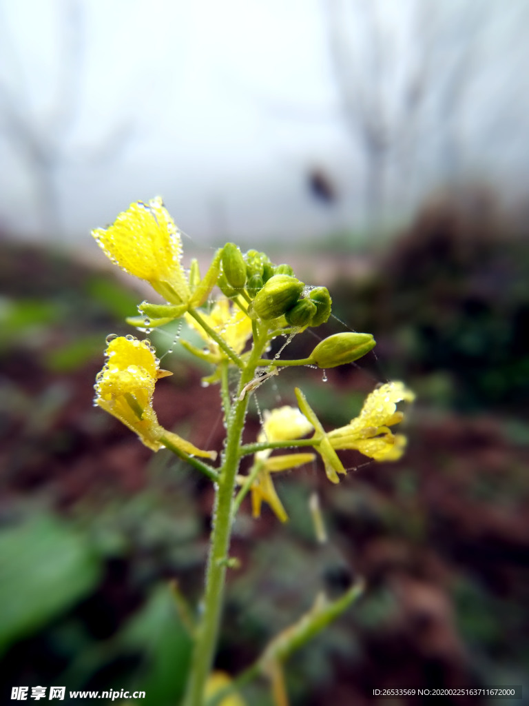 油菜花 小黄花 水珠 早晨 露