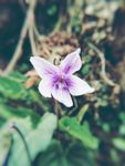 春天 特写 花卉 紫花地丁