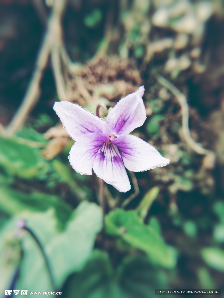春天 特写 花卉 紫花地丁