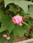 粉色的花