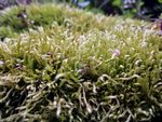 苔癣