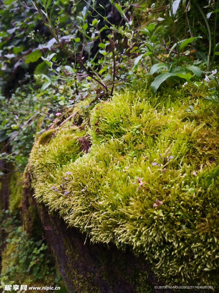 苔癣