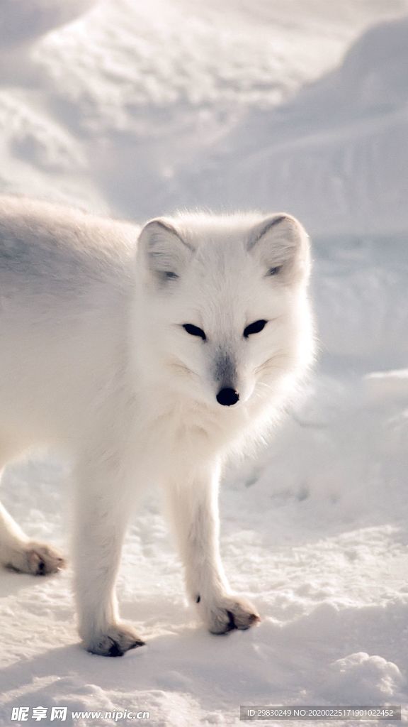 保护白色北极狐