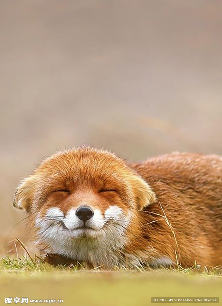 可爱的睡觉的狐狸