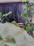 植物与人