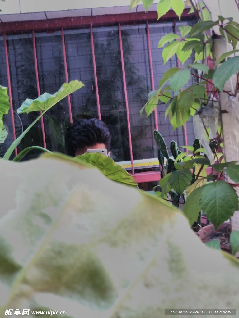 植物与人