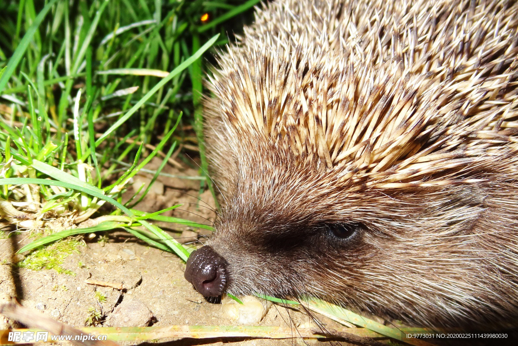 刺猬