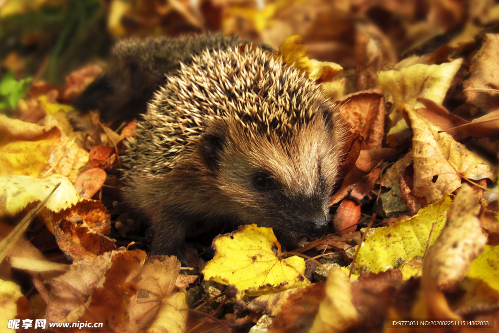 刺猬