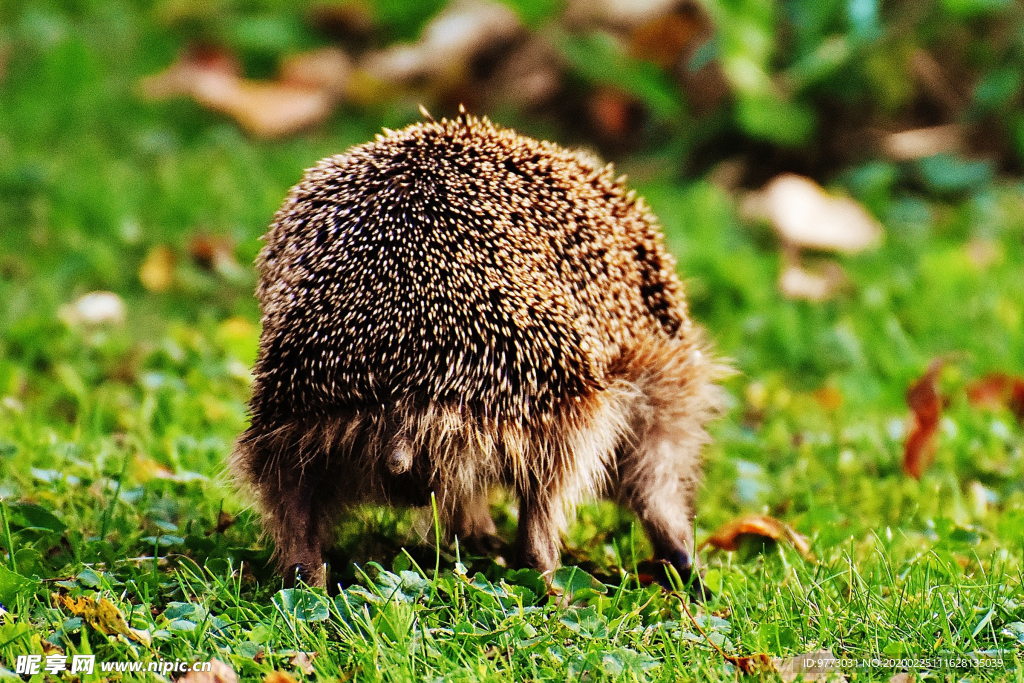 刺猬