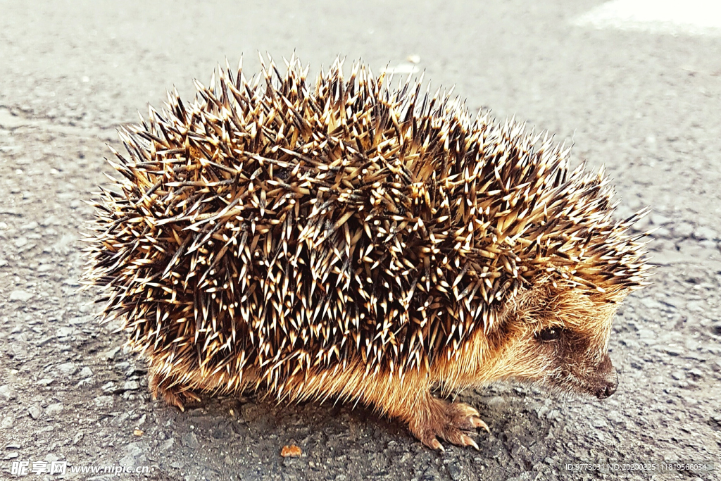 刺猬