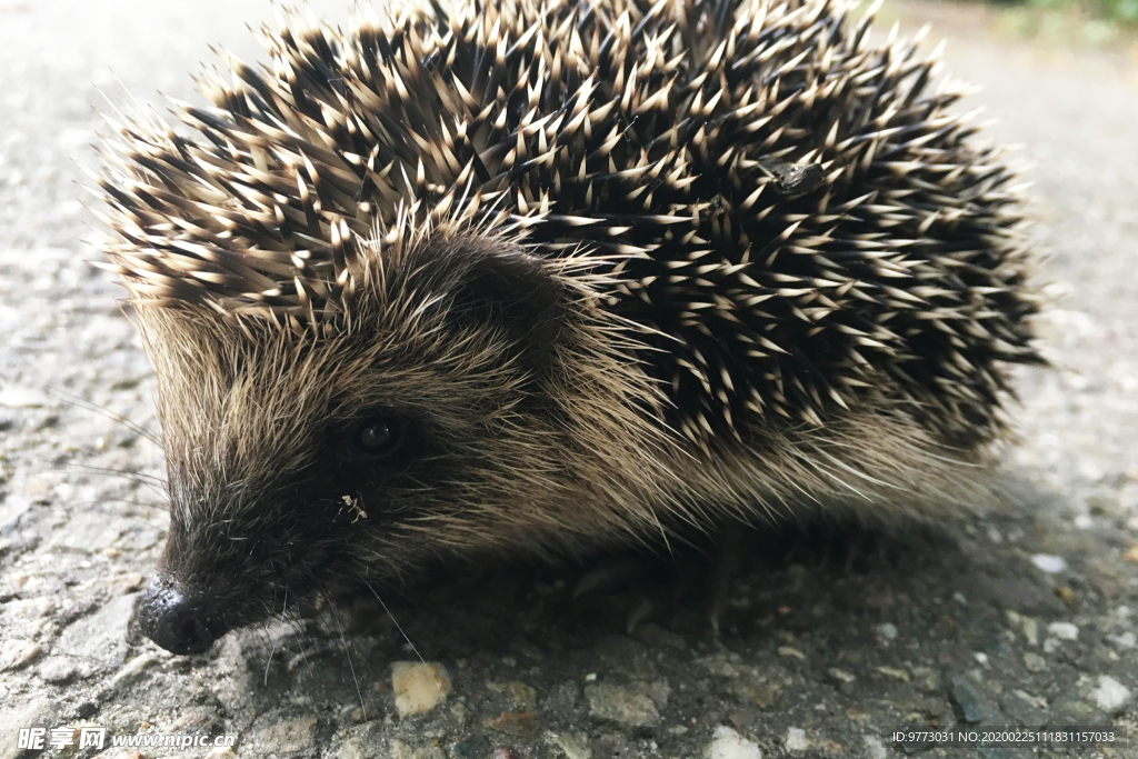 刺猬