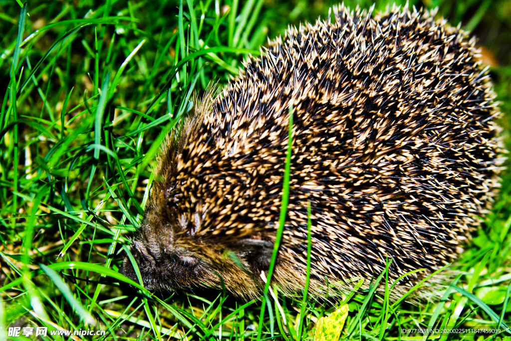 刺猬