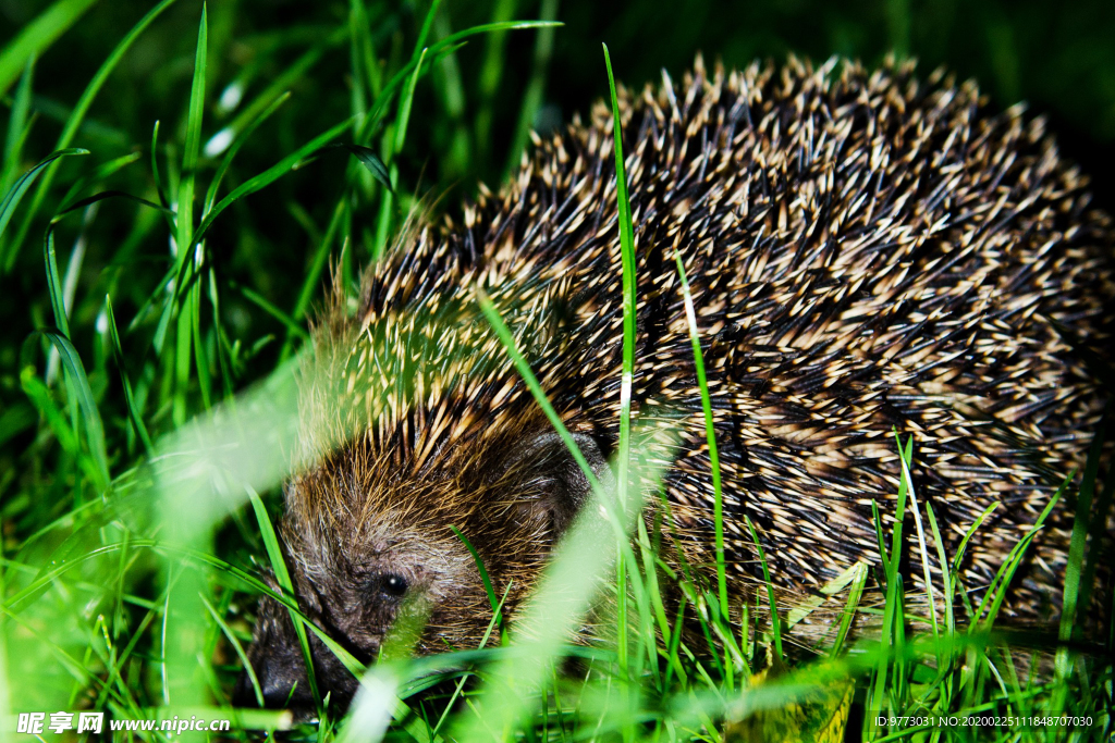 刺猬