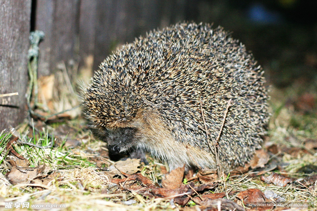 刺猬