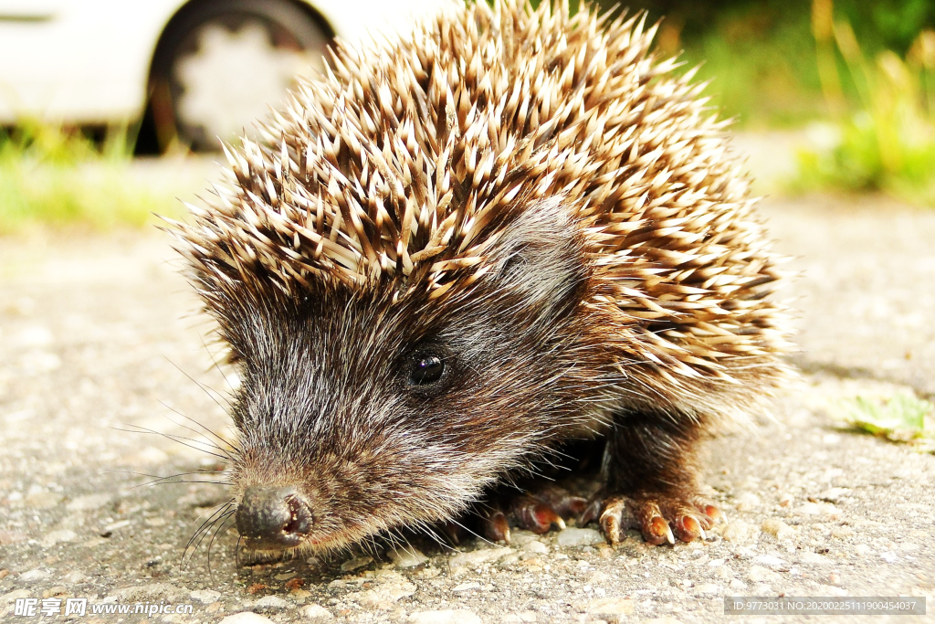 刺猬