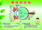 眼球的结购