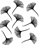 黑白简约线条植物绘画