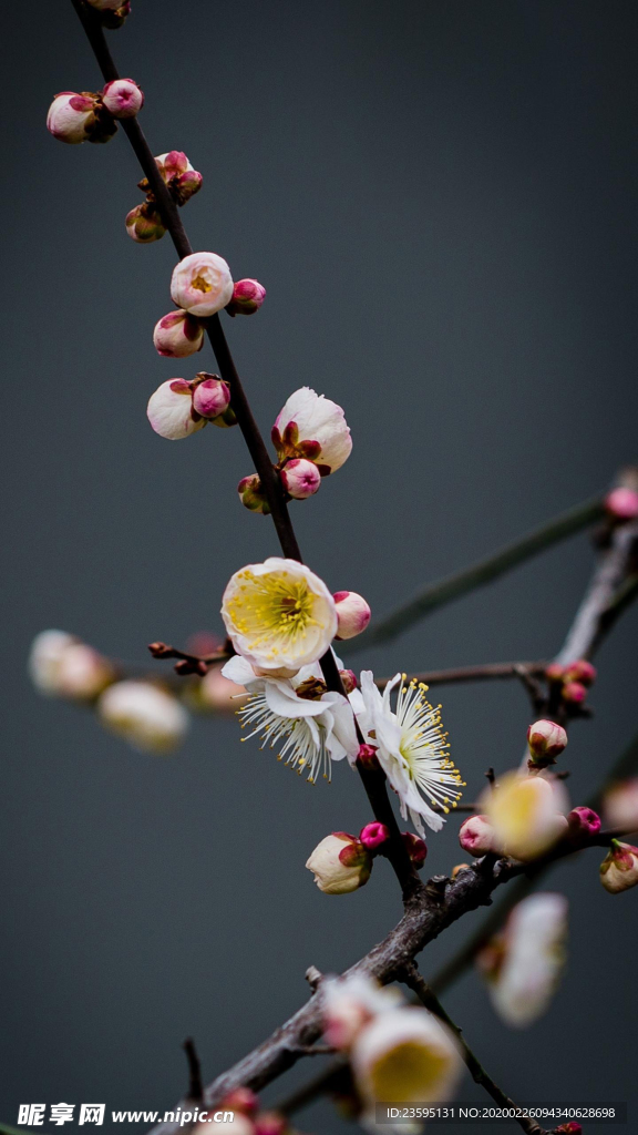 梅花 腊梅 桃花