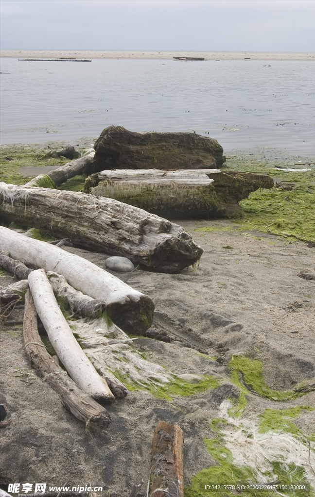 海滩上绿苔烂木头背景图片