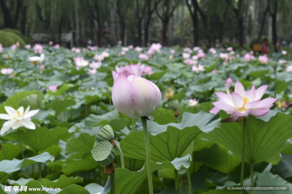 荷花