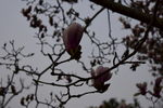 玉兰花