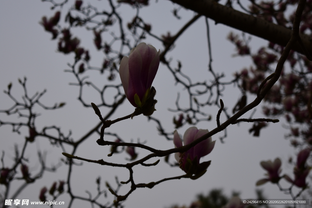 玉兰花
