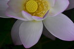 莲花
