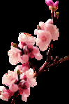 梅花