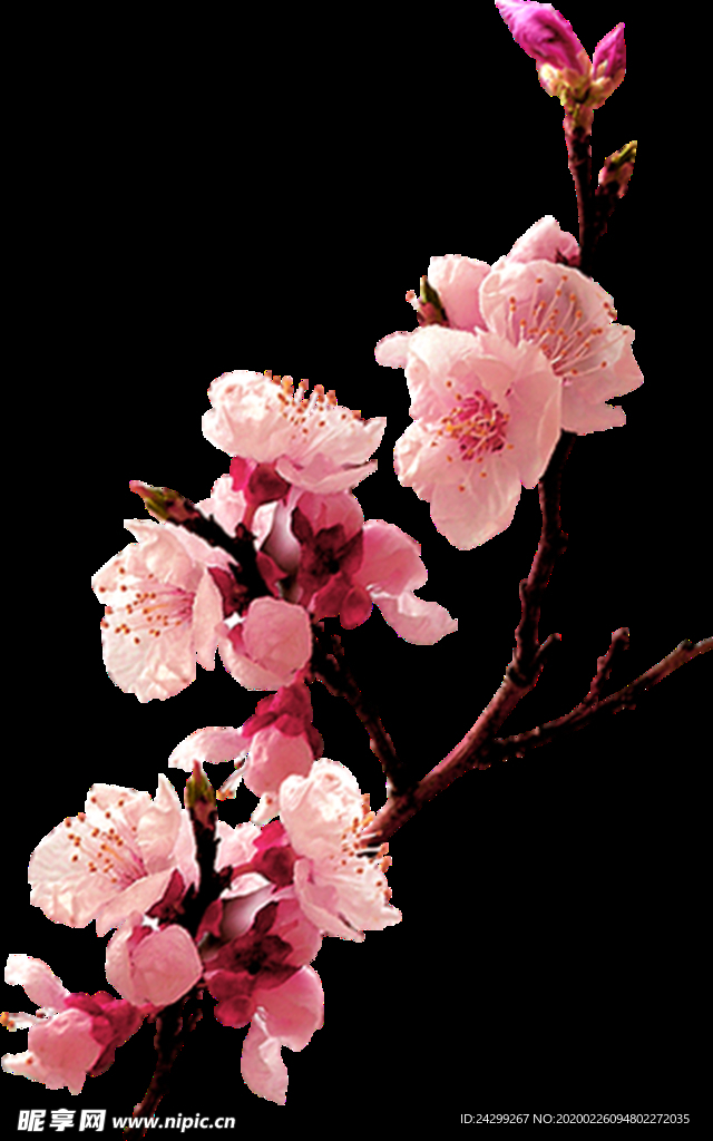 梅花