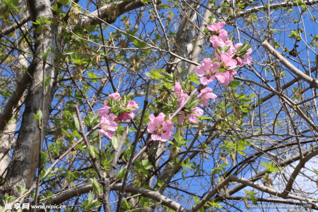 樱花