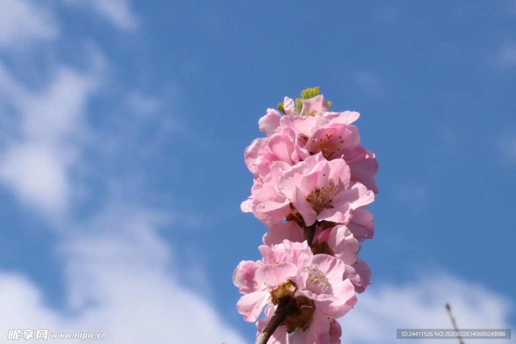 樱花