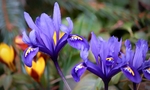 鸢尾花