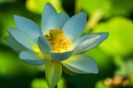 莲花
