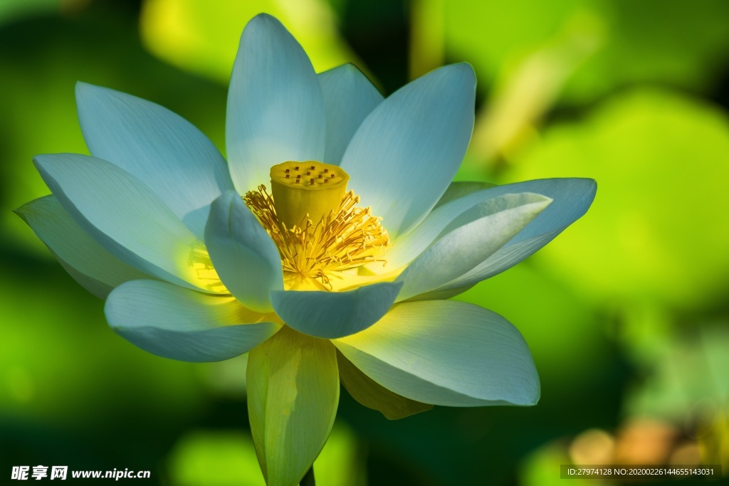 莲花