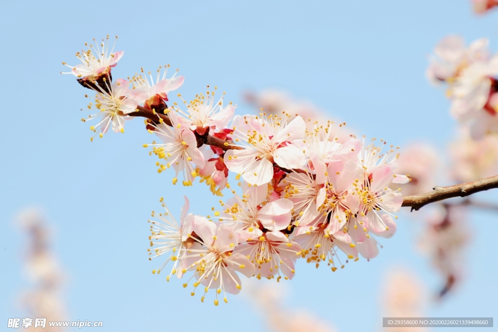 春暖花开