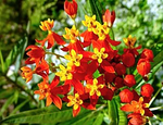 花图片