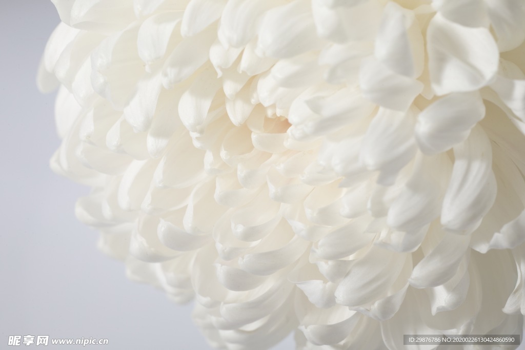 白色菊花花蕊花瓣