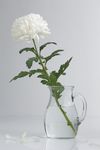 白色菊花玻璃花瓶