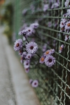 飞蓬花墙