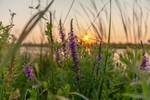 薰衣草夕阳