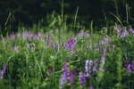薰衣草花海